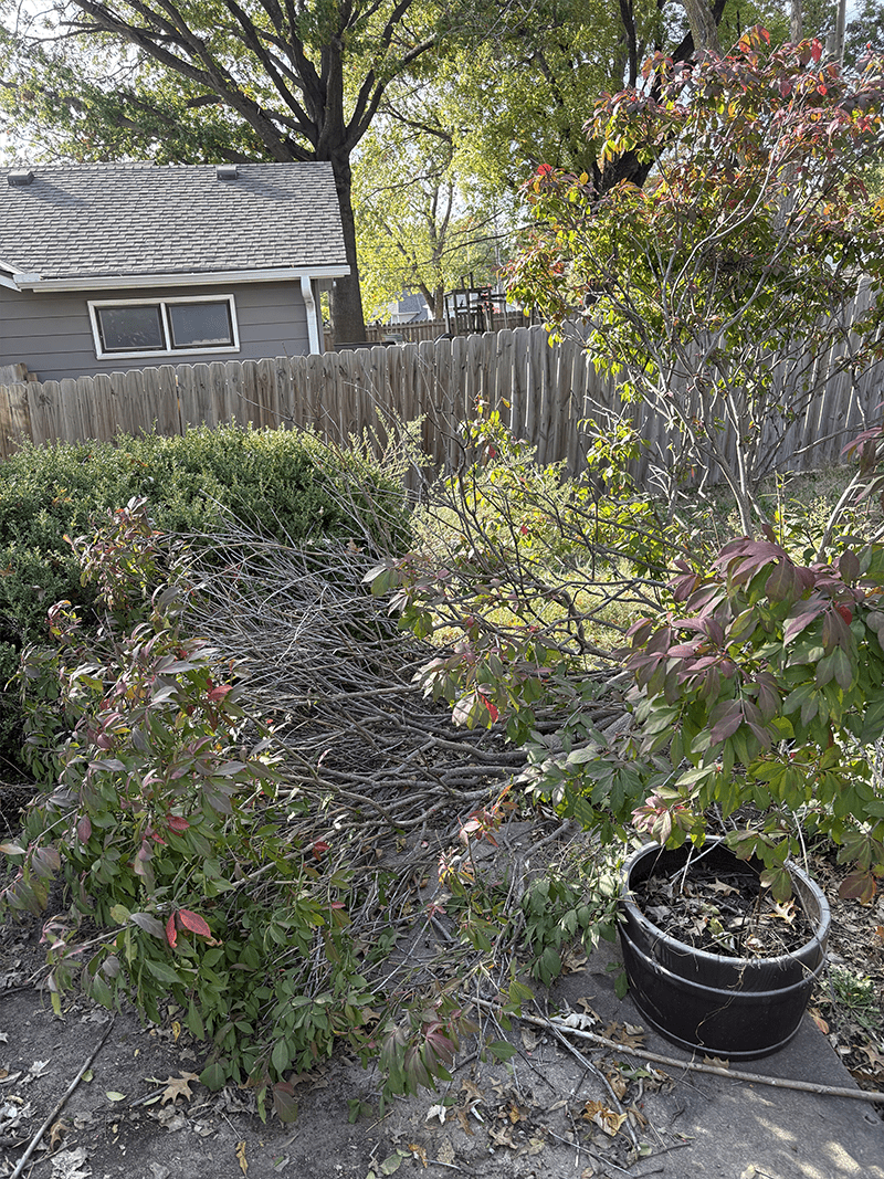 A side of this bush collapsed to the ground due to overgrowth.